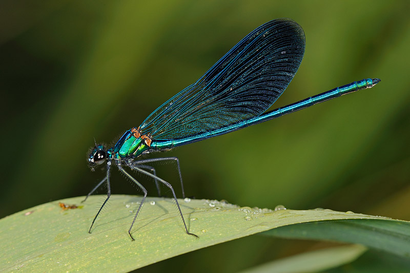 Calopteryx quale? - Calopteryx haemorrhoidalis e splendens